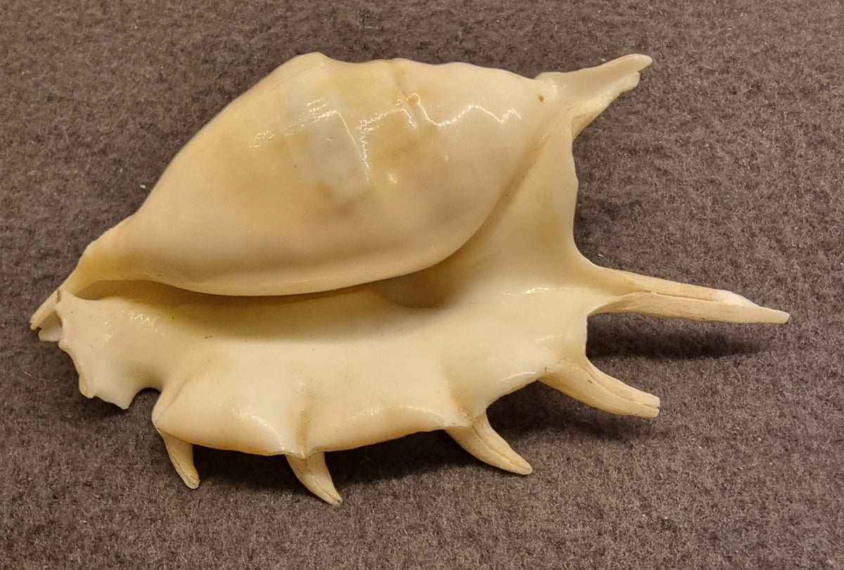 Lambis – Spider Conch / edderkoppsnegl – ekte sjøskjell – bilde 2 av 2