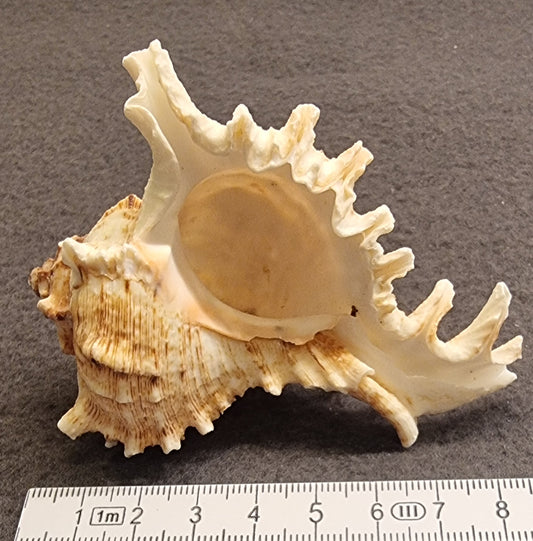 Murex-skjell – naturlig sjøskjell