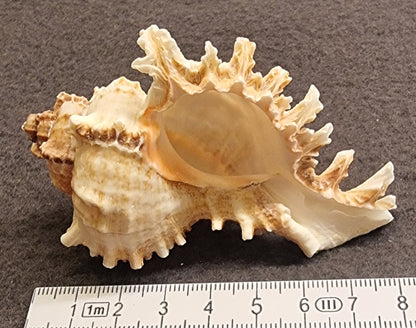 Murex-skjell – naturlig sjøskjell