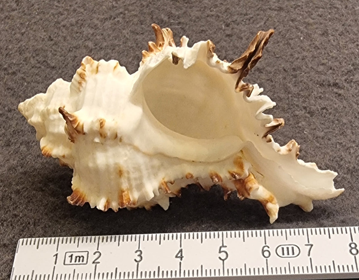 Murex-skjell – naturlig sjøskjell