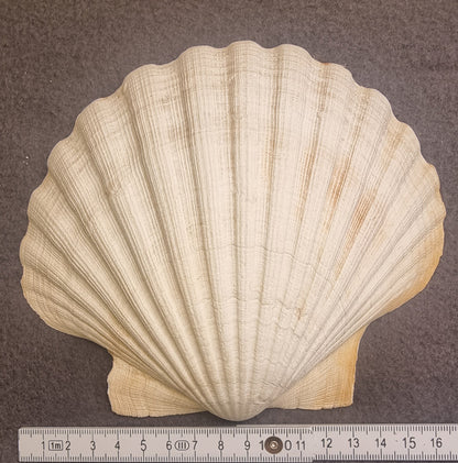 Stort kamskjell – Pecten maximus