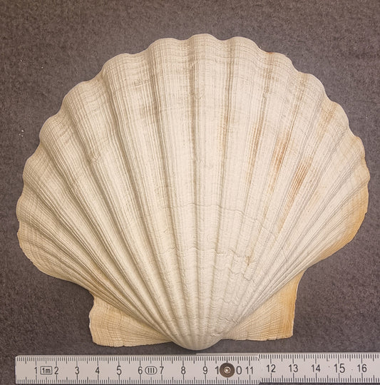 Stort kamskjell – Pecten maximus
