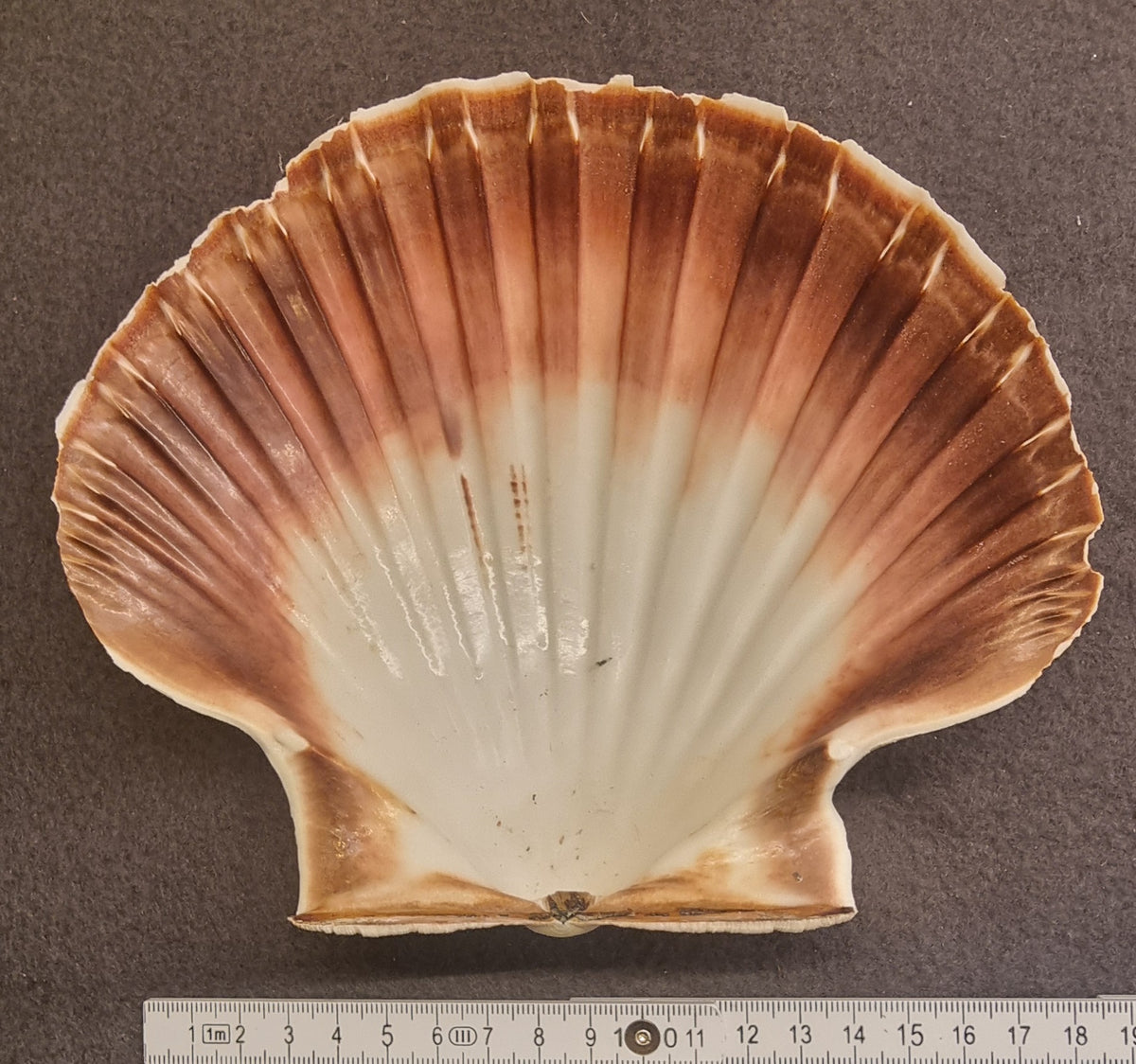 Stort kamskjell – Pecten maximus – bilde 2 av 2
