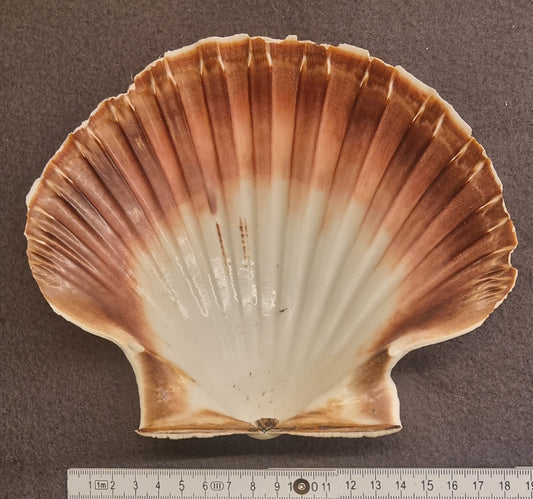 Stort kamskjell – Pecten maximus – bilde 2 av 2