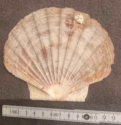 Stort kamskjell – Pecten maximus