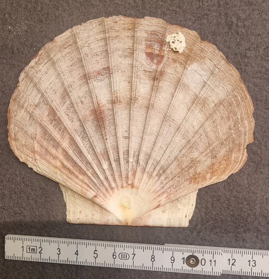 Stort kamskjell – Pecten maximus