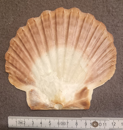 Stort kamskjell – Pecten maximus – bilde 2 av 2