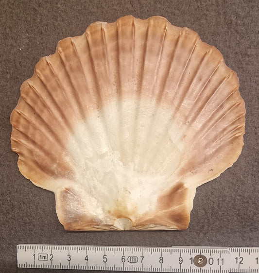 Stort kamskjell – Pecten maximus – bilde 2 av 2