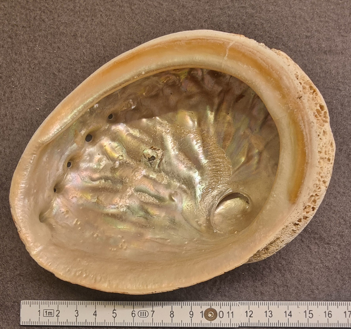 Abaloneskjell / sjøøre – ca. 15 cm