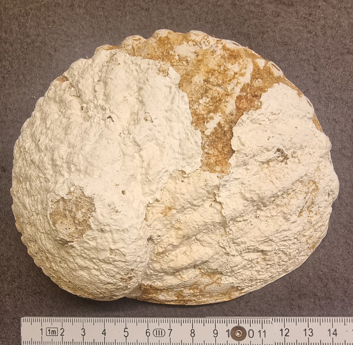 Abaloneskjell / sjøøre – ca. 15 cm – bilde 2 av 2