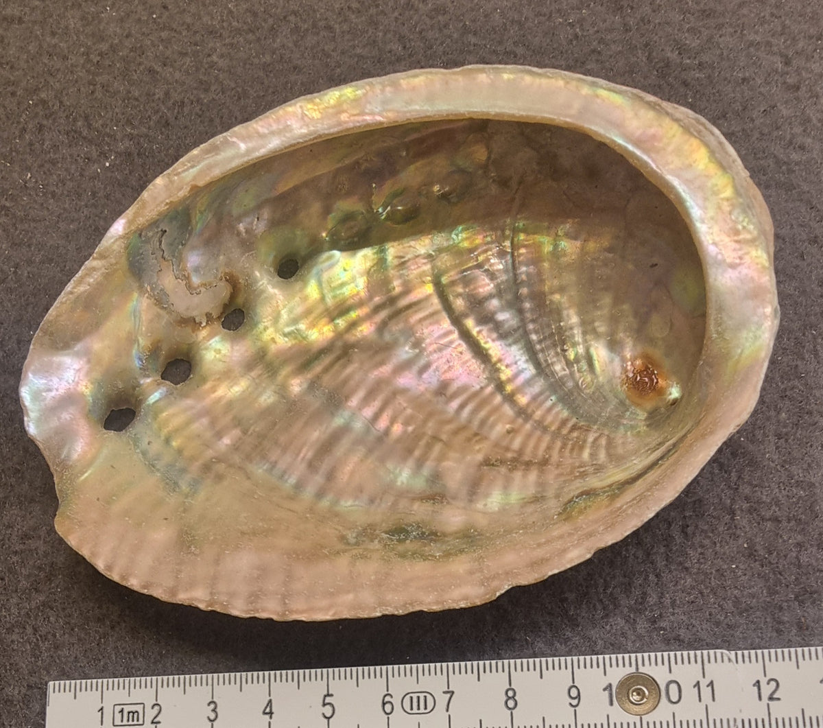 Abaloneskjell / sjøøre – ca. 12–13 cm