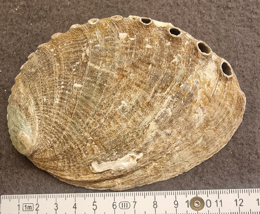 Abaloneskjell / sjøøre – ca. 12–13 cm – bilde 2 av 2