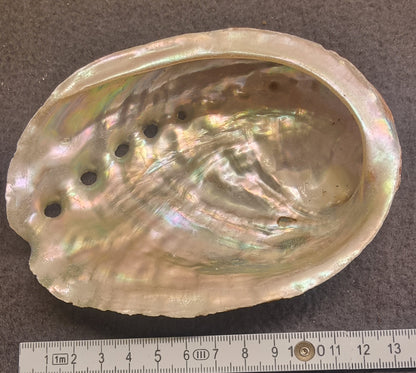 Abaloneskjell / sjøøre – ca. 12–13 cm