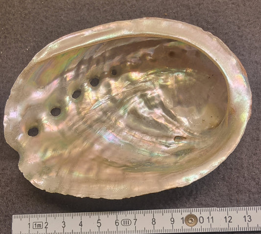 Abaloneskjell / sjøøre – ca. 12–13 cm