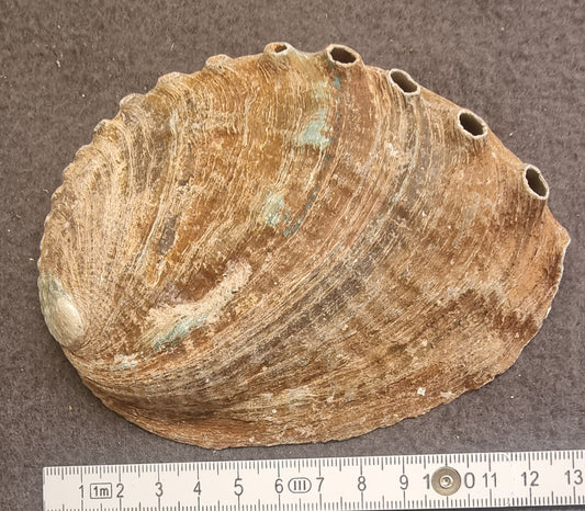 Abaloneskjell / sjøøre – ca. 12–13 cm – bilde 2 av 2