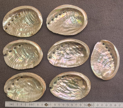 Abaloneskjell / sjøøre – ca. 8–10 cm