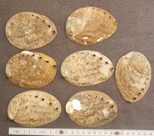 Abaloneskjell / sjøøre – ca. 8–10 cm – bilde 2 av 2
