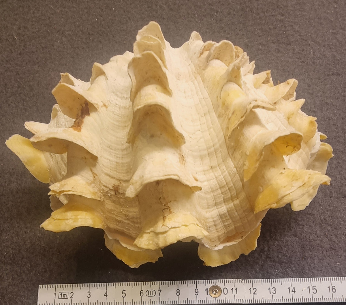 Spondylus – piggøsters – komplett skjell