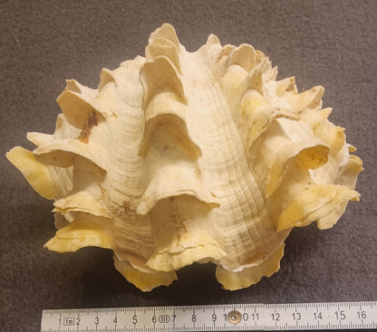 Spondylus – piggøsters – komplett skjell