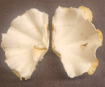 Spondylus – piggøsters – komplett skjell – bilde 3 av 4