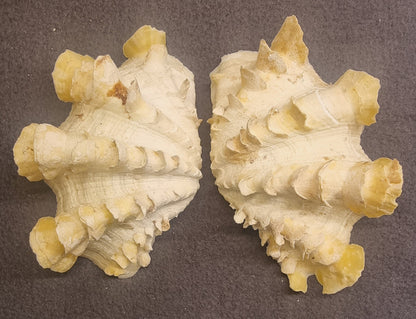 Spondylus – piggøsters – komplett skjell – bilde 4 av 4