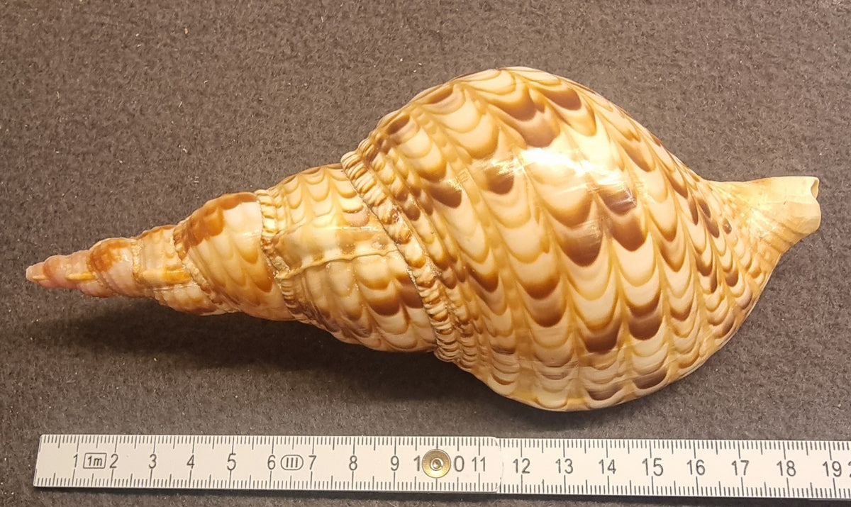 Noble Volute – Cymbiola nobilis – stort dekorativt skjell