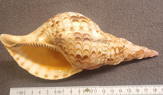 Noble Volute – Cymbiola nobilis – stort dekorativt skjell – bilde 2 av 2