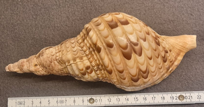 Noble Volute – Cymbiola nobilis – XXL ca. 22 cm