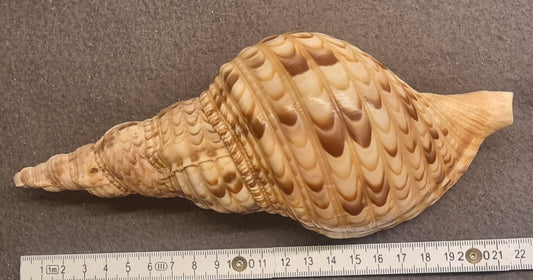 Noble Volute – Cymbiola nobilis – XXL ca. 22 cm