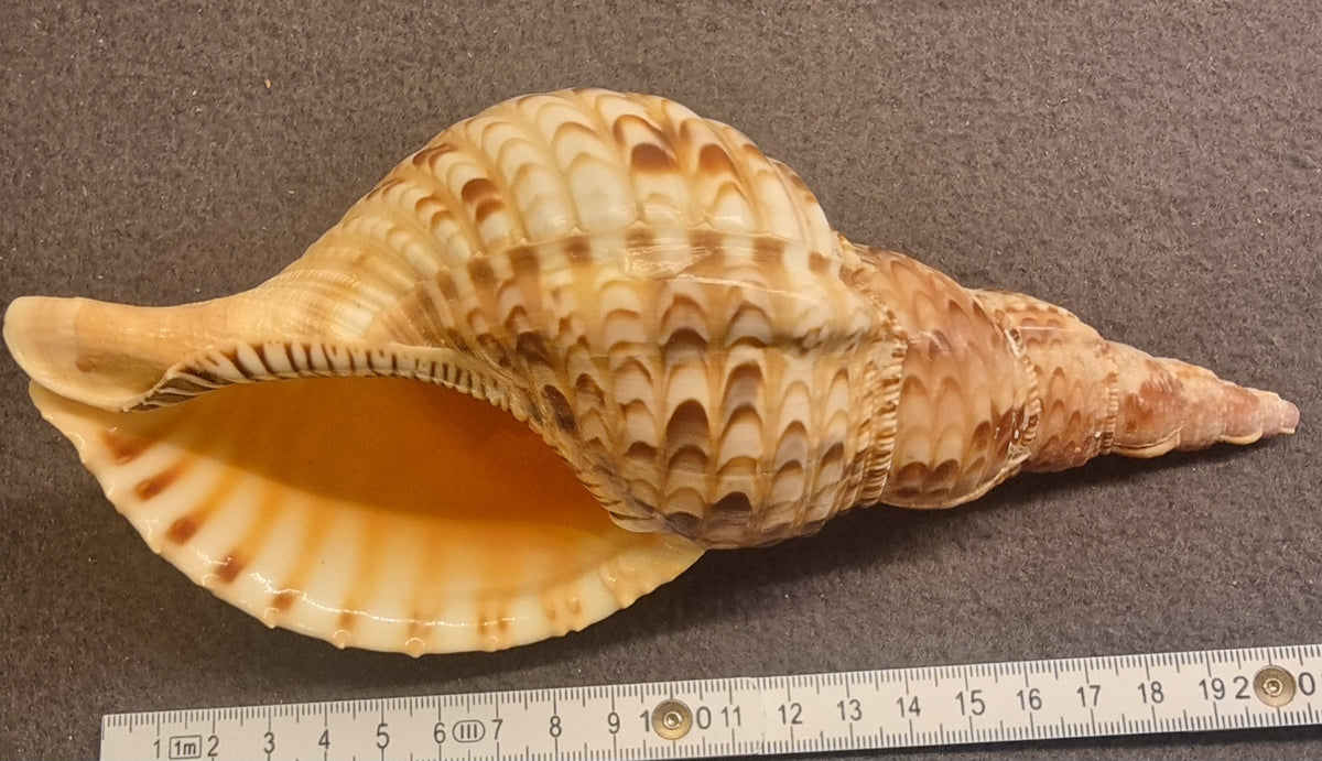 Noble Volute – Cymbiola nobilis – XXL ca. 22 cm – bilde 2 av 2