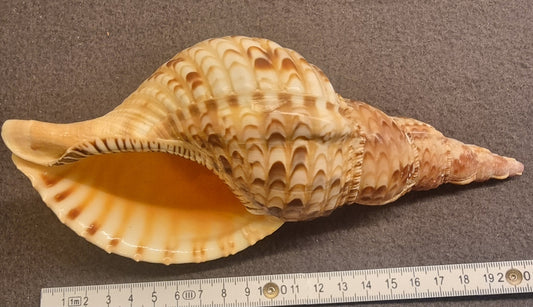 Noble Volute – Cymbiola nobilis – XXL ca. 22 cm – bilde 2 av 2