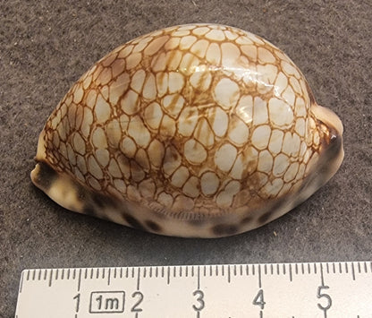 Map Cowrie – Leporicypraea mappa – ca. 5 cm