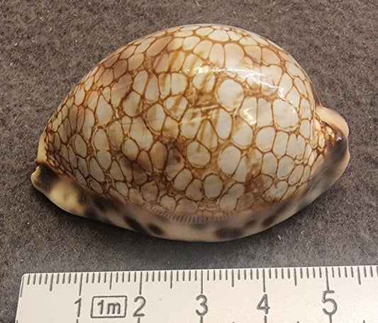Map Cowrie – Leporicypraea mappa – ca. 5 cm