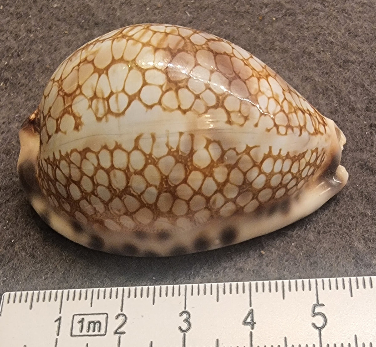 Map Cowrie – Leporicypraea mappa – ca. 5 cm – bilde 2 av 3