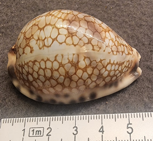 Map Cowrie – Leporicypraea mappa – ca. 5 cm – bilde 2 av 3