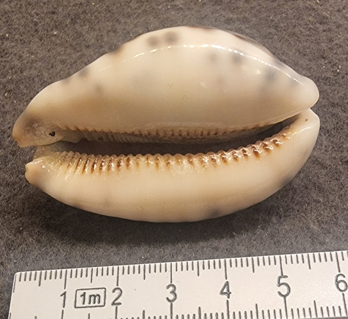 Map Cowrie – Leporicypraea mappa – ca. 5 cm – bilde 3 av 3