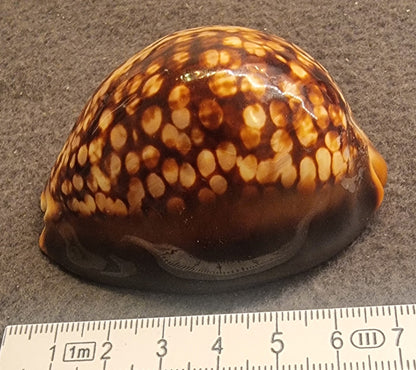 Mole Cowrie – Talparia talpa – ca. 5,5–6 cm