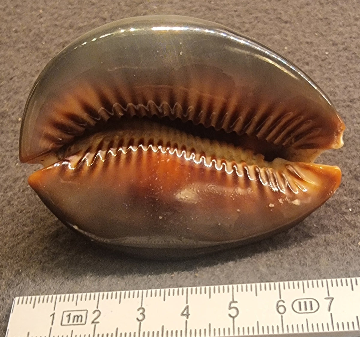 Mole Cowrie – Talparia talpa – ca. 5,5–6 cm – bilde 3 av 3