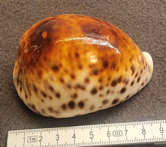 Tiger Cowrie – Cypraea tigris – ca. 7,5–8 cm
