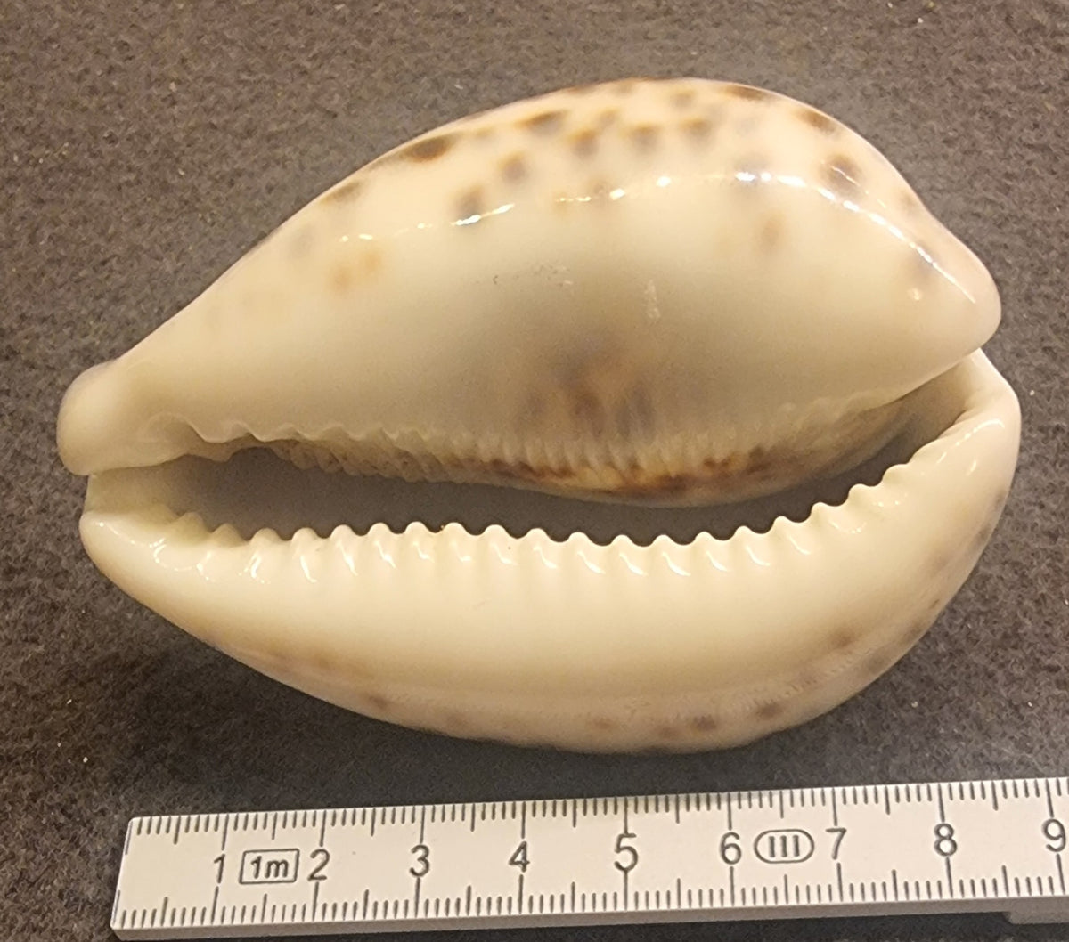 Tiger Cowrie – Cypraea tigris – ca. 7,5–8 cm – bilde 2 av 2