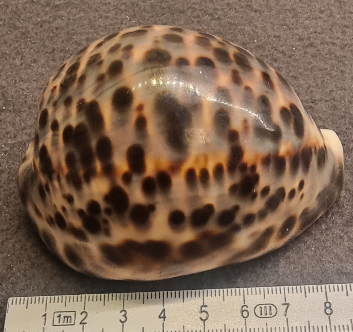 Panther Cowrie – Cypraea pantherina – ca. 8–8,5 cm