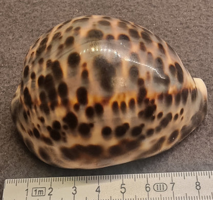 Panther Cowrie – Cypraea pantherina – ca. 8–8,5 cm