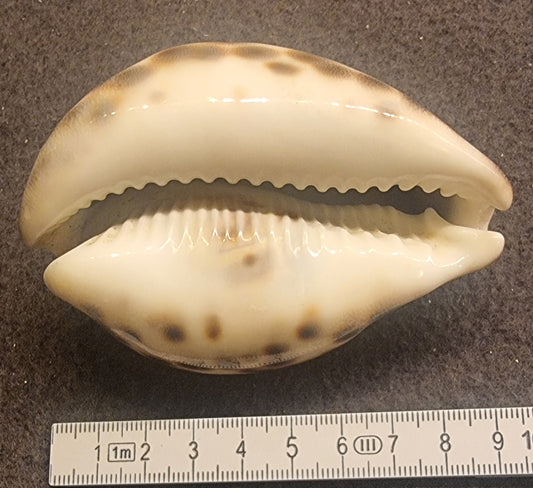 Panther Cowrie – Cypraea pantherina – ca. 8–8,5 cm – bilde 2 av 2