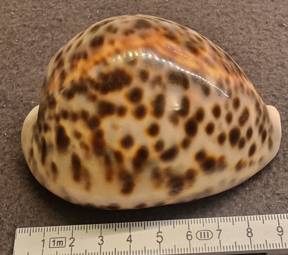 Tigerkauri – Cypraea tigris – ca. 8–8,5 cm