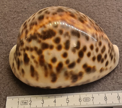 Tigerkauri – Cypraea tigris – ca. 8–8,5 cm