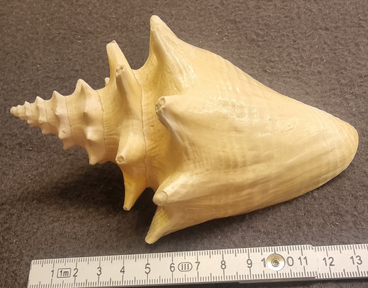 Edderkoppkonkylie – Lambis sp. – ca. 12–13 cm