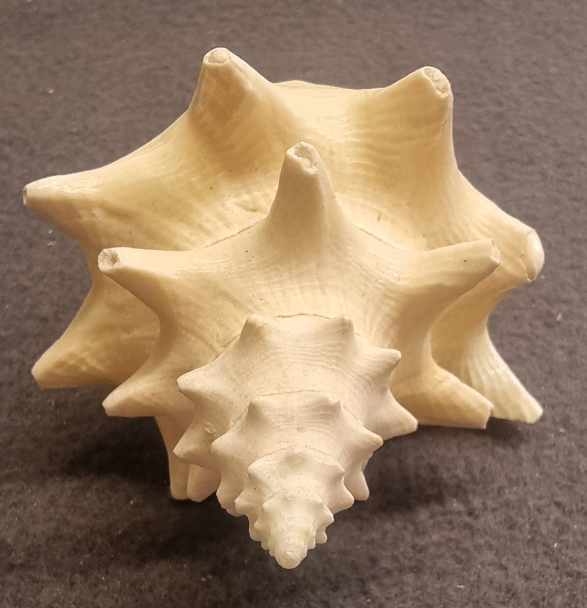 Edderkoppkonkylie – Lambis sp. – ca. 12–13 cm – bilde 3 av 3
