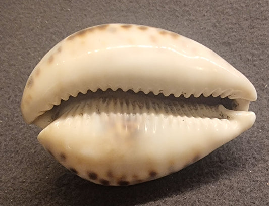 Tigerkauri – Cypraea tigris – ca. 8–8,5 cm – bilde 2 av 2