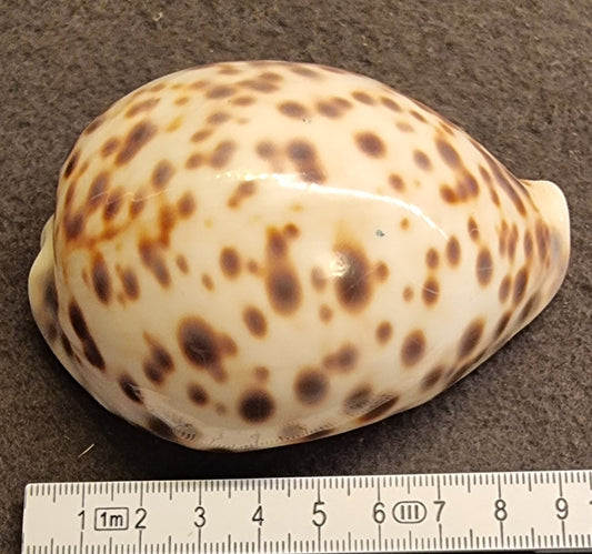 Tigerkauri – Cypraea tigris – ca. 9 cm