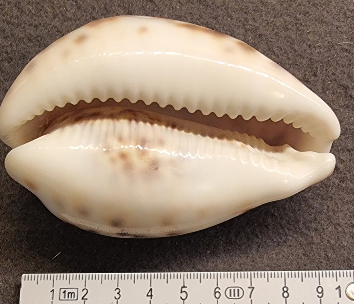 Tigerkauri – Cypraea tigris – ca. 9 cm – bilde 2 av 2